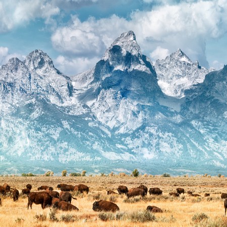 Bison migrate out of Yellowstone National Park