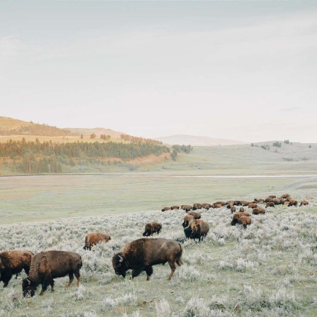 Early morning photo of a herd of bison in the Lamar Valley inside Yellowstone National Park