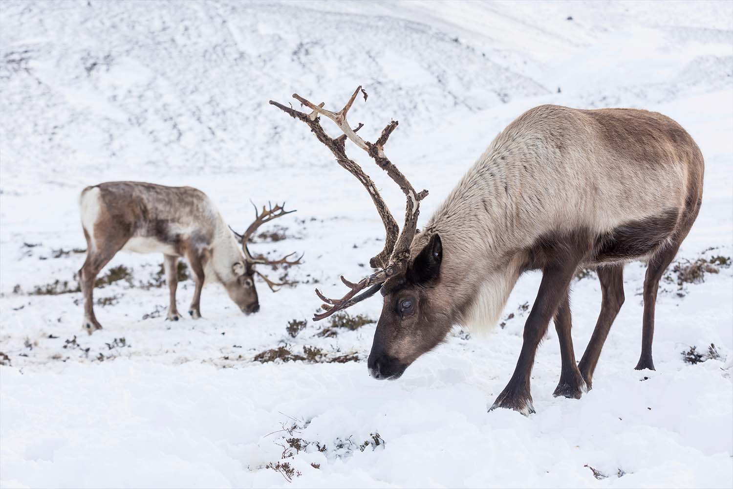 Cairngorms National Park reindeer, Scotland