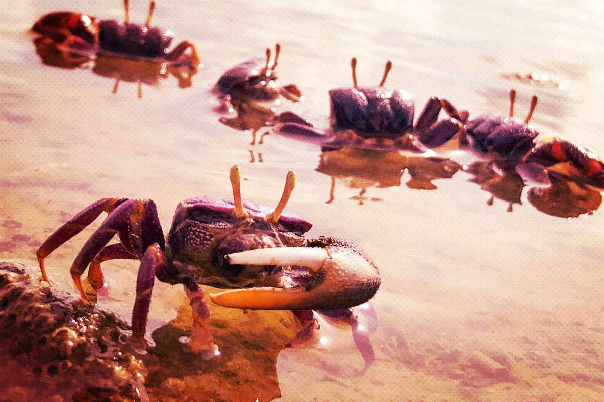 What Are "Crabs" and Are They Even Still a Thing? InsideHook