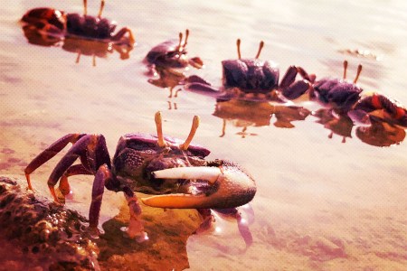 Crabs on the beach at sunset