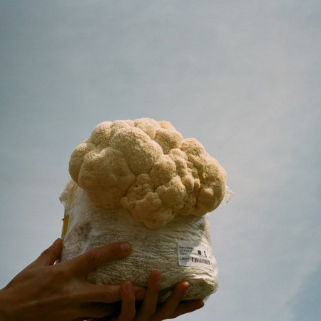 A hand holding up a mushroom flush to the sky.