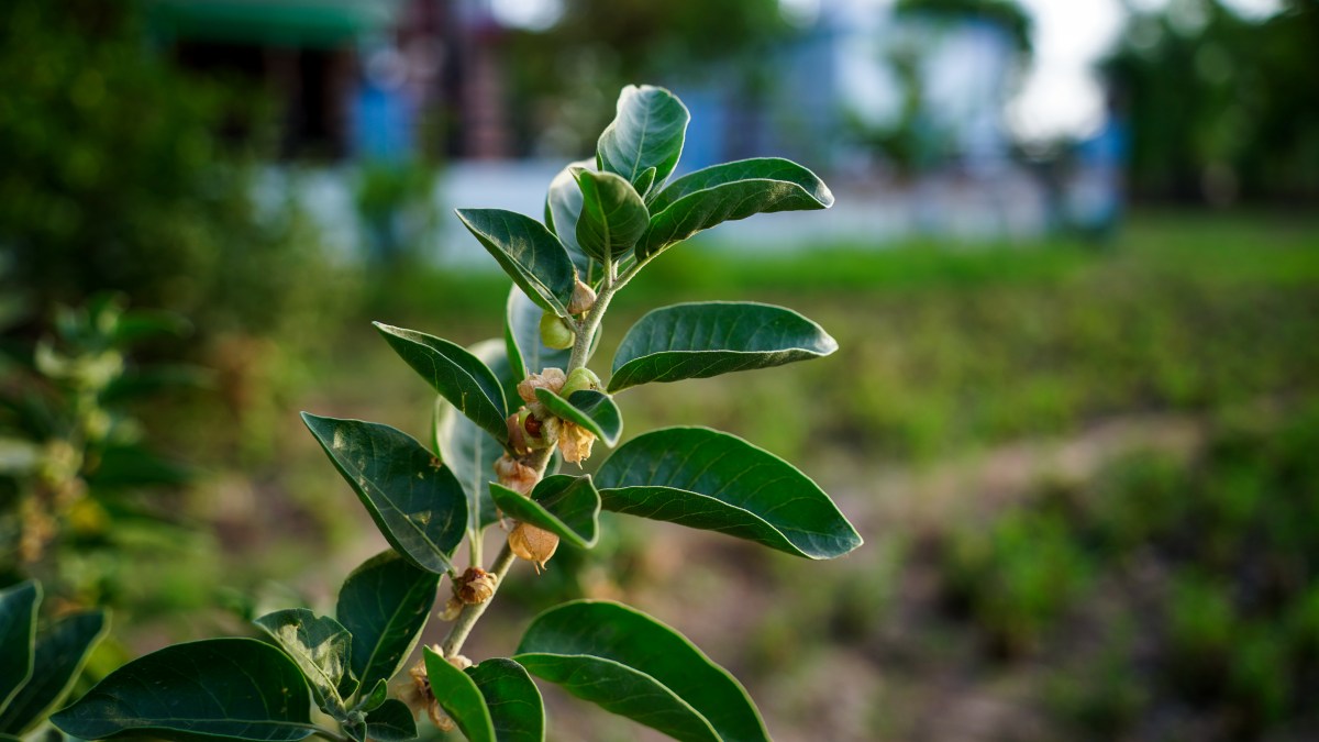 The ashwagandha plant, native to India and the Middle East.