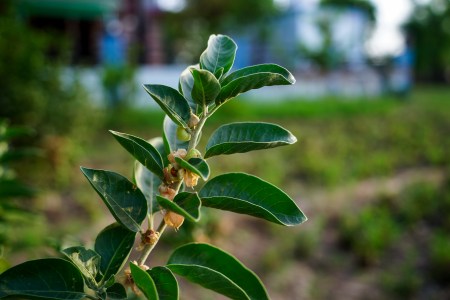 The ashwagandha plant, native to India and the Middle East.