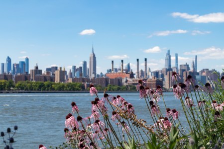 A view of the East River with pink flowers, water and the Empire State Building in the background.