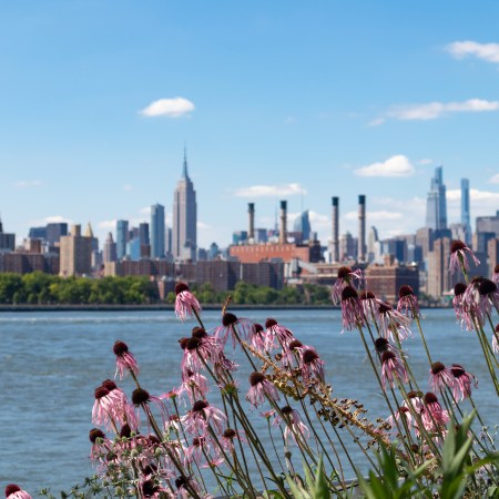 A view of the East River with pink flowers, water and the Empire State Building in the background.