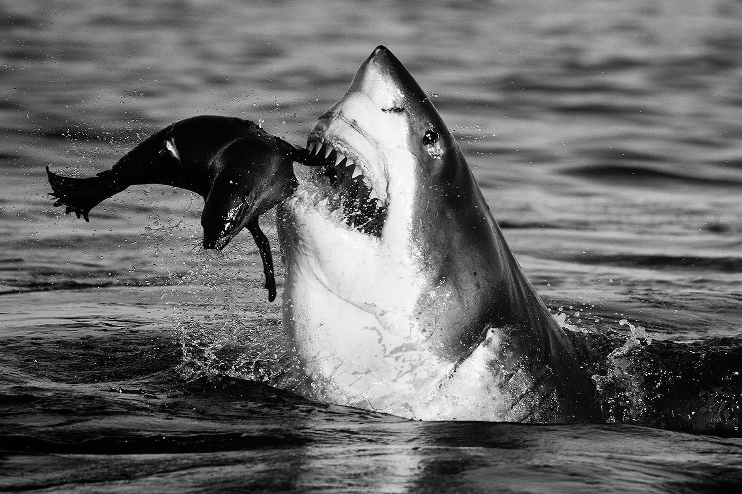 The shark photograph "Jaws," of a shark eating a seal, by David Yarrow