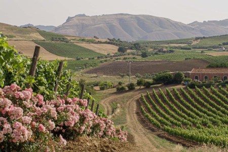 Views of a vineyard in Sicily with mountains in the background