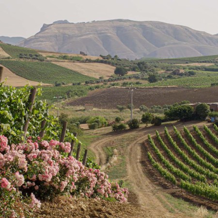 Views of a vineyard in Sicily with mountains in the background