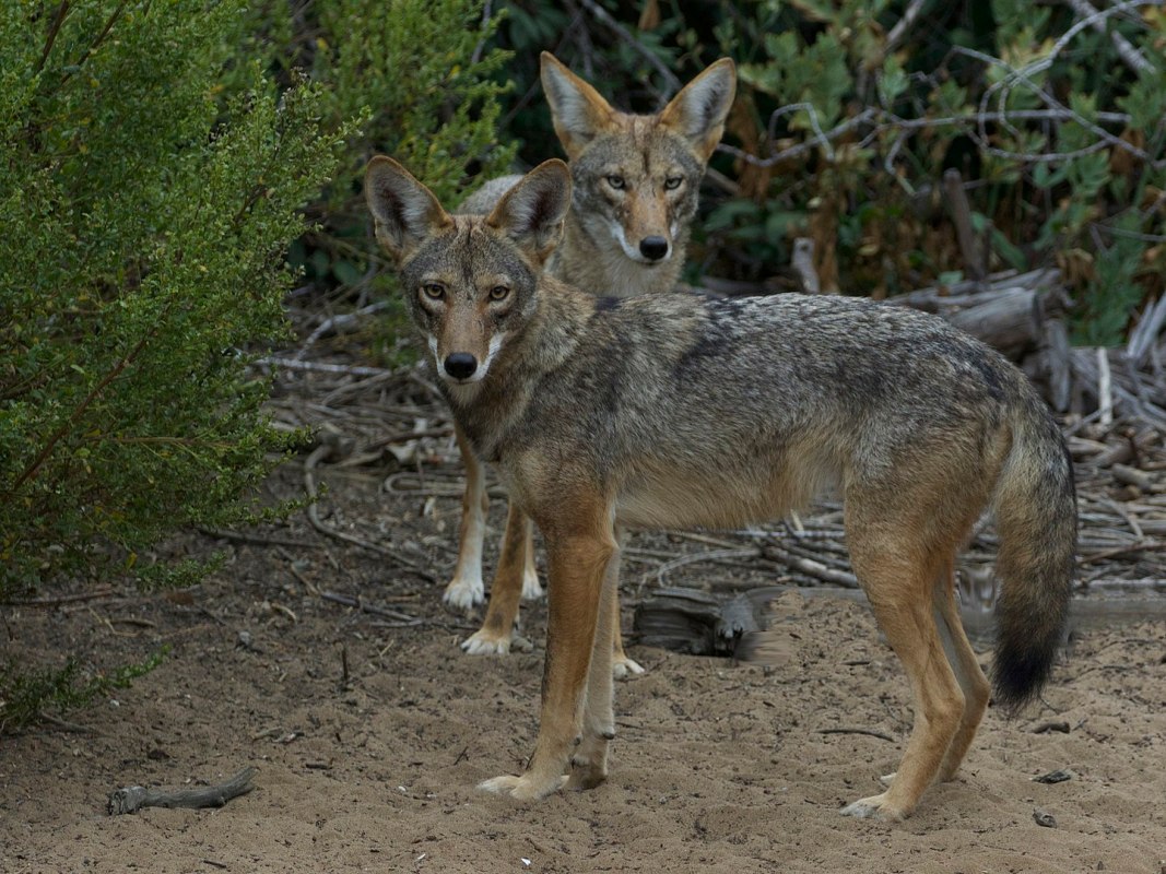 Two coyotes looking at the camera