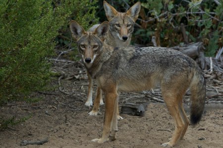 Two coyotes looking at the camera