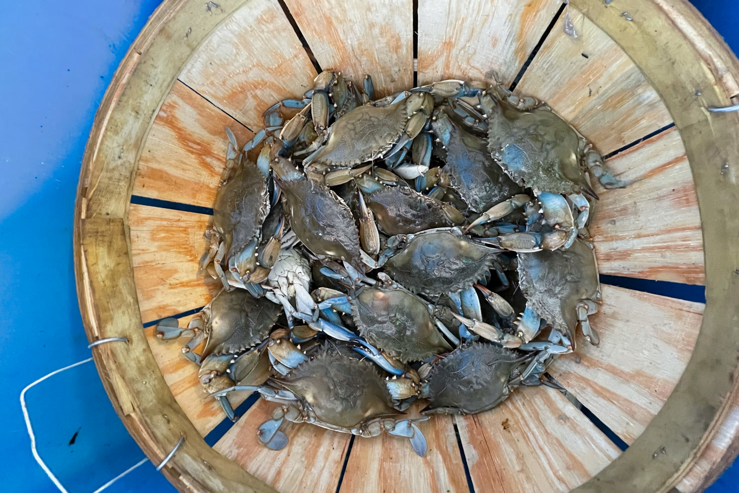 Crabs in a bucket