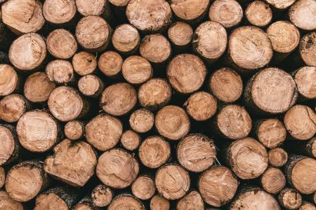 A view of cut logs from the end. We look at how Northvolt is developing wood-based batteries.