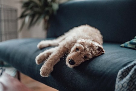 A goldendoodle puppy laying on a couch