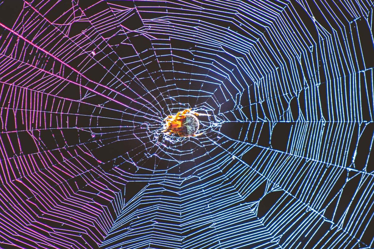 Spider in a colorful web