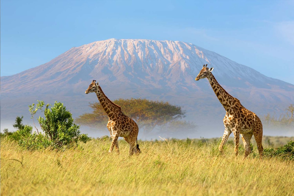 Giraffes in front of Mount Kilimanjaro, a mountain that now has high-speed wifi