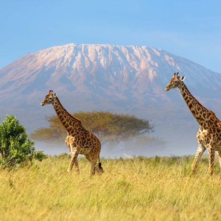 Giraffes in front of Mount Kilimanjaro, a mountain that now has high-speed wifi