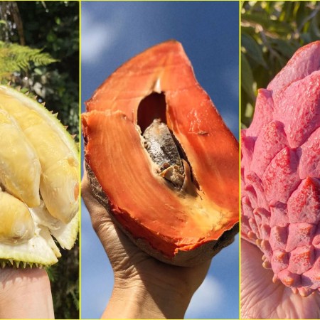 Eggfruit, Mamey and Red Atemoya