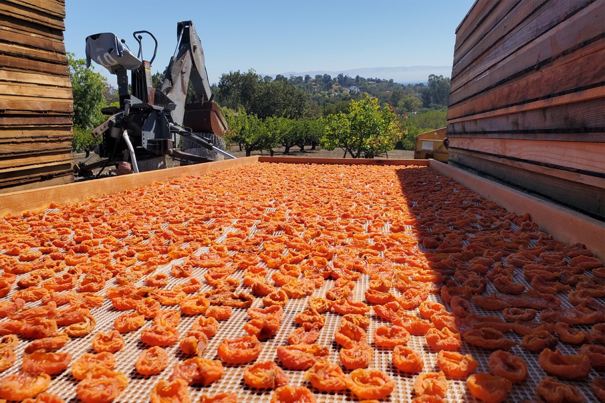 Hundreds of apricots drying in the sun at an orchard in Los Altos, California