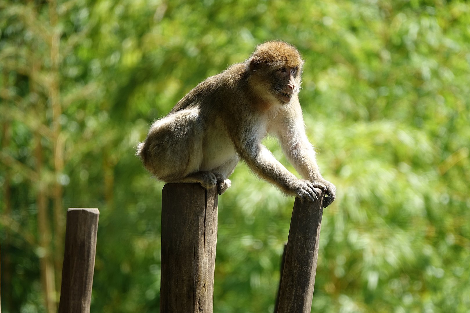 macaque