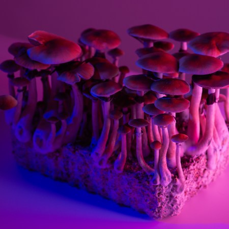 A bunch of mushrooms in a purple and pink light