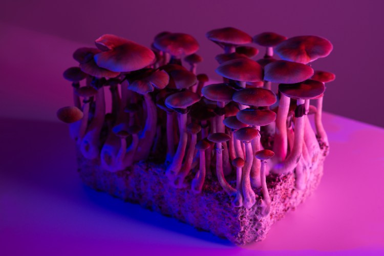 A bunch of mushrooms in a purple and pink light