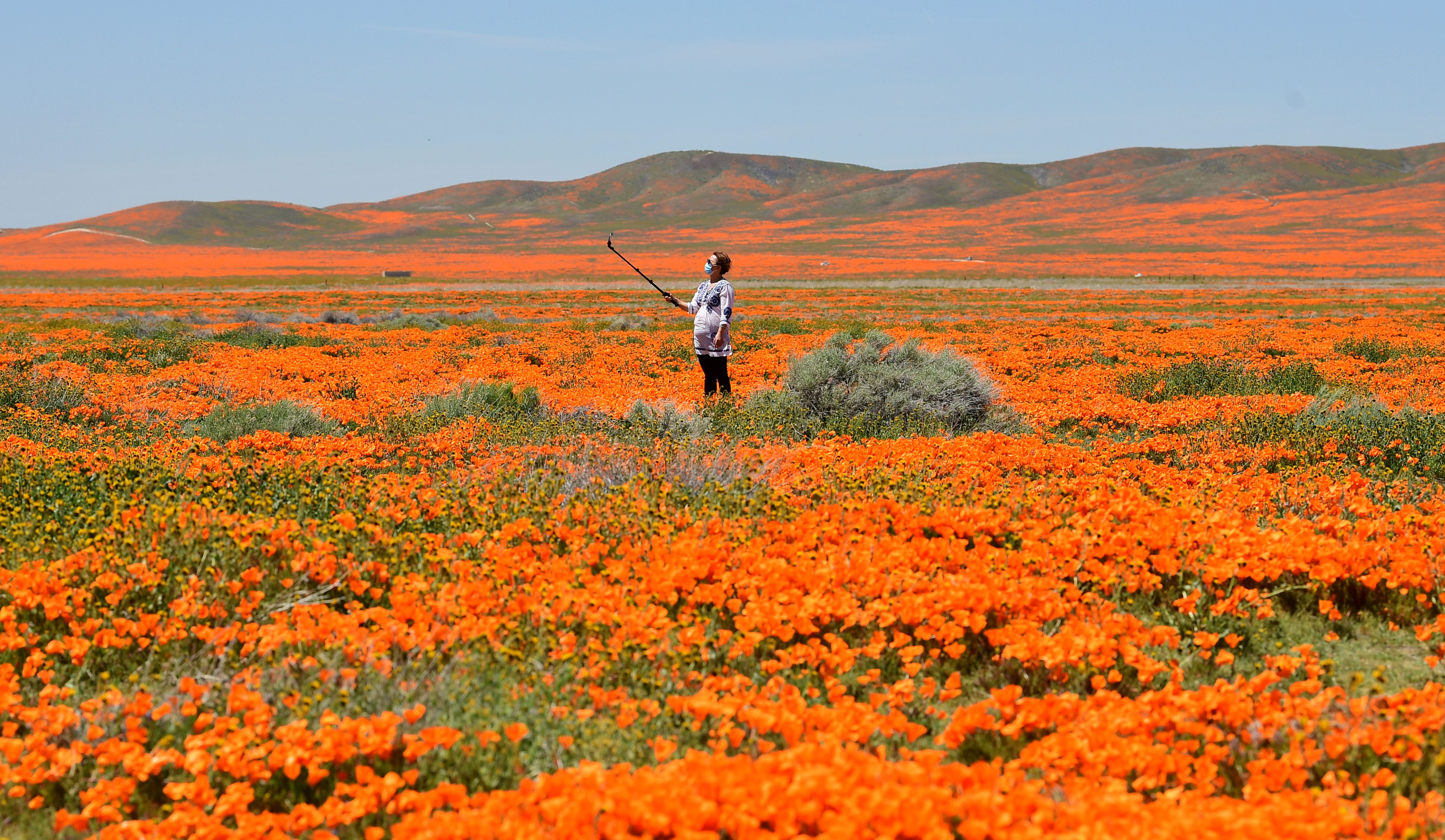 A woman walks through flowers with a selfie stick.