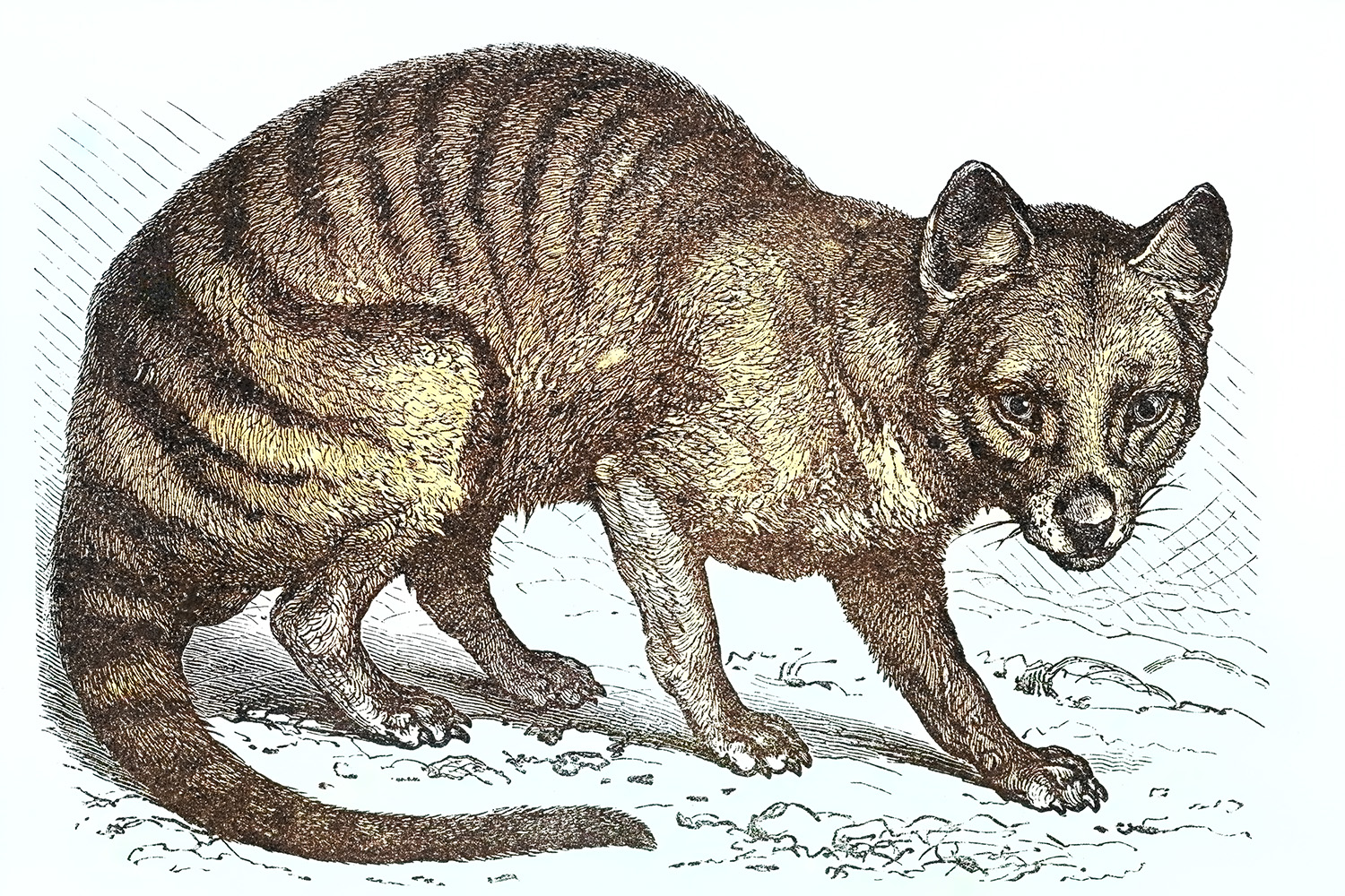 An engraving of the Tasmanian tiger, or thylacine, which Colossal Biosciences is hoping to bring back from extinction with funding from Chris Hemsworth and Paris Hilton