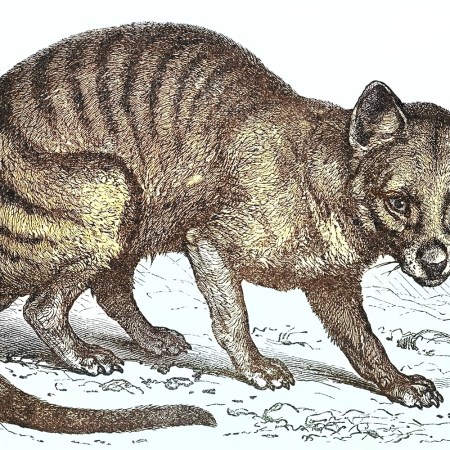 An engraving of the Tasmanian tiger, or thylacine, which Colossal Biosciences is hoping to bring back from extinction with funding from Chris Hemsworth and Paris Hilton