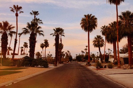 Palm trees and suburban road