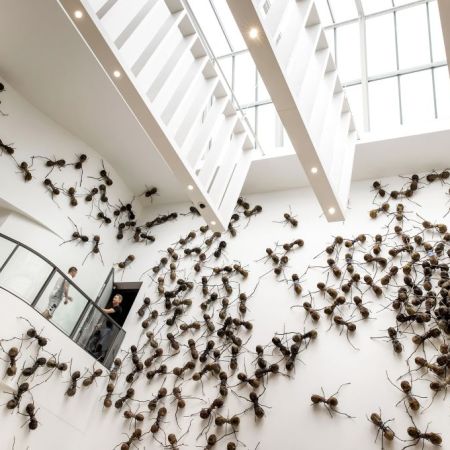 Ants and art