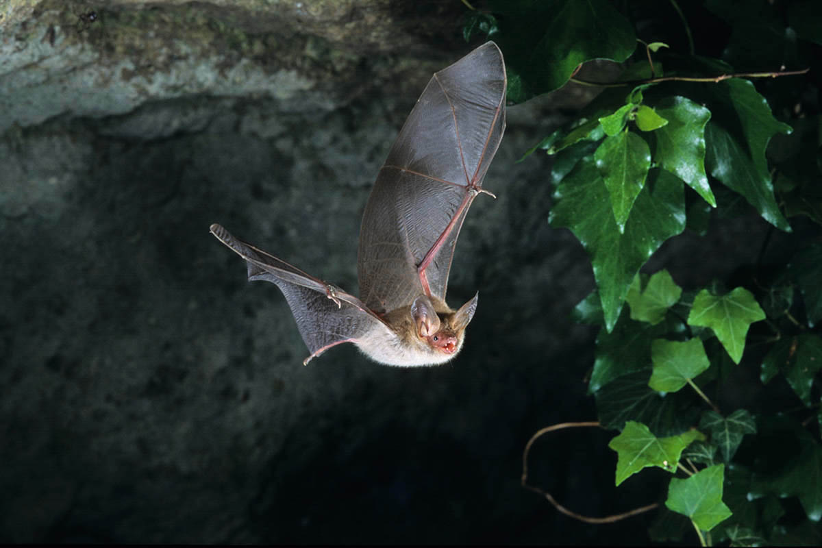 A bat in France. Vineyards are making their lands more hospitable to bats, which eat moths that are causing ecological issues with the land