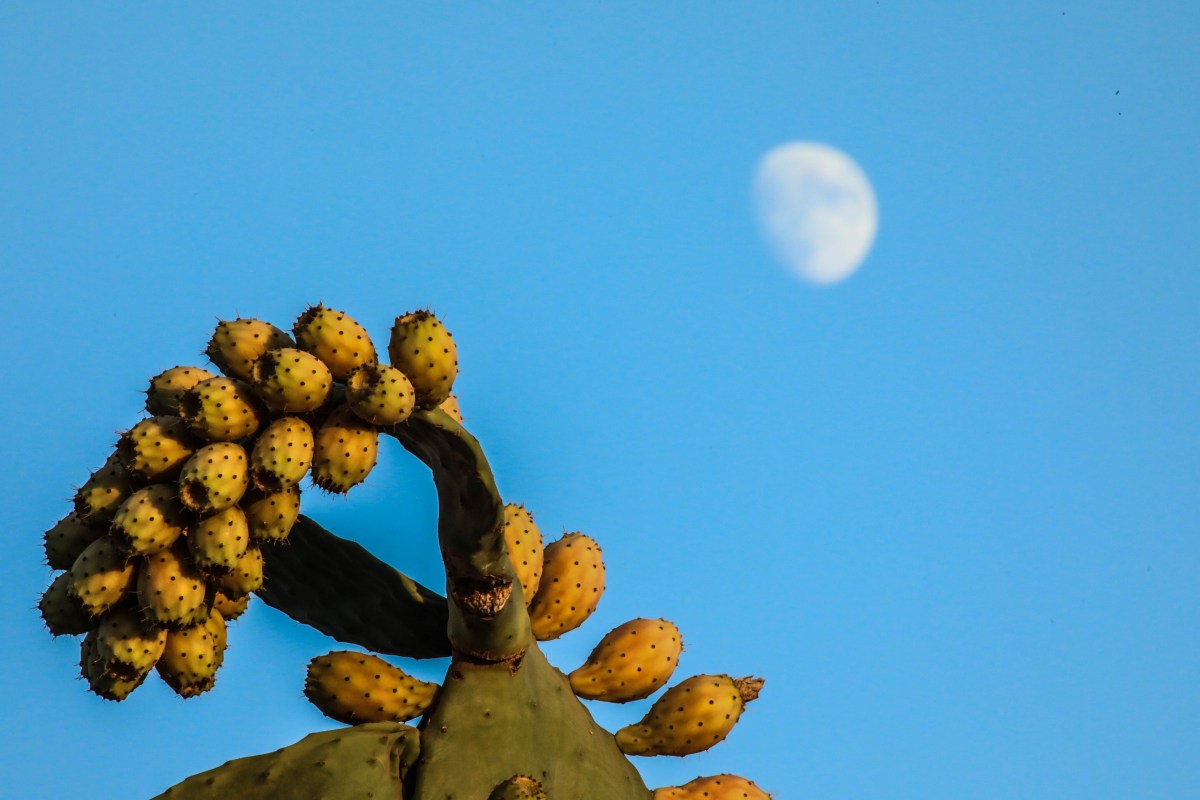A cactus with Indian figs against a blue sky.