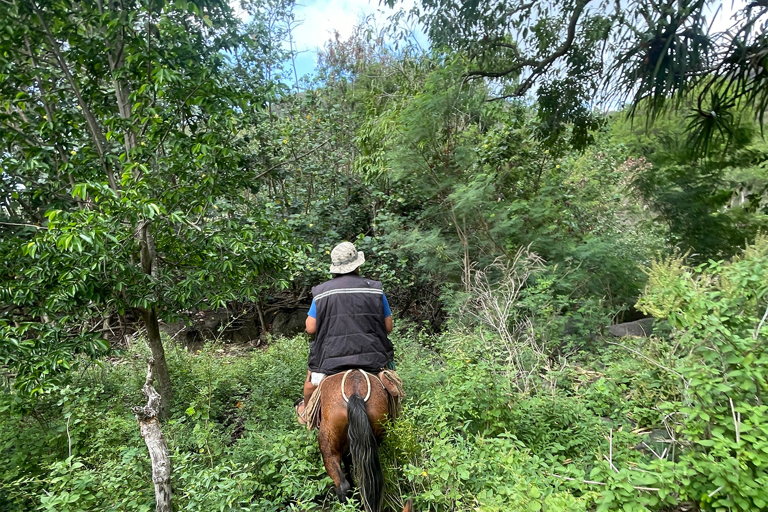 Horseback riding in French Polynesia 