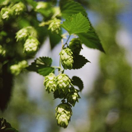 Hops. The city of Philadelphia accidentally destroyed a brewery’s hop garden