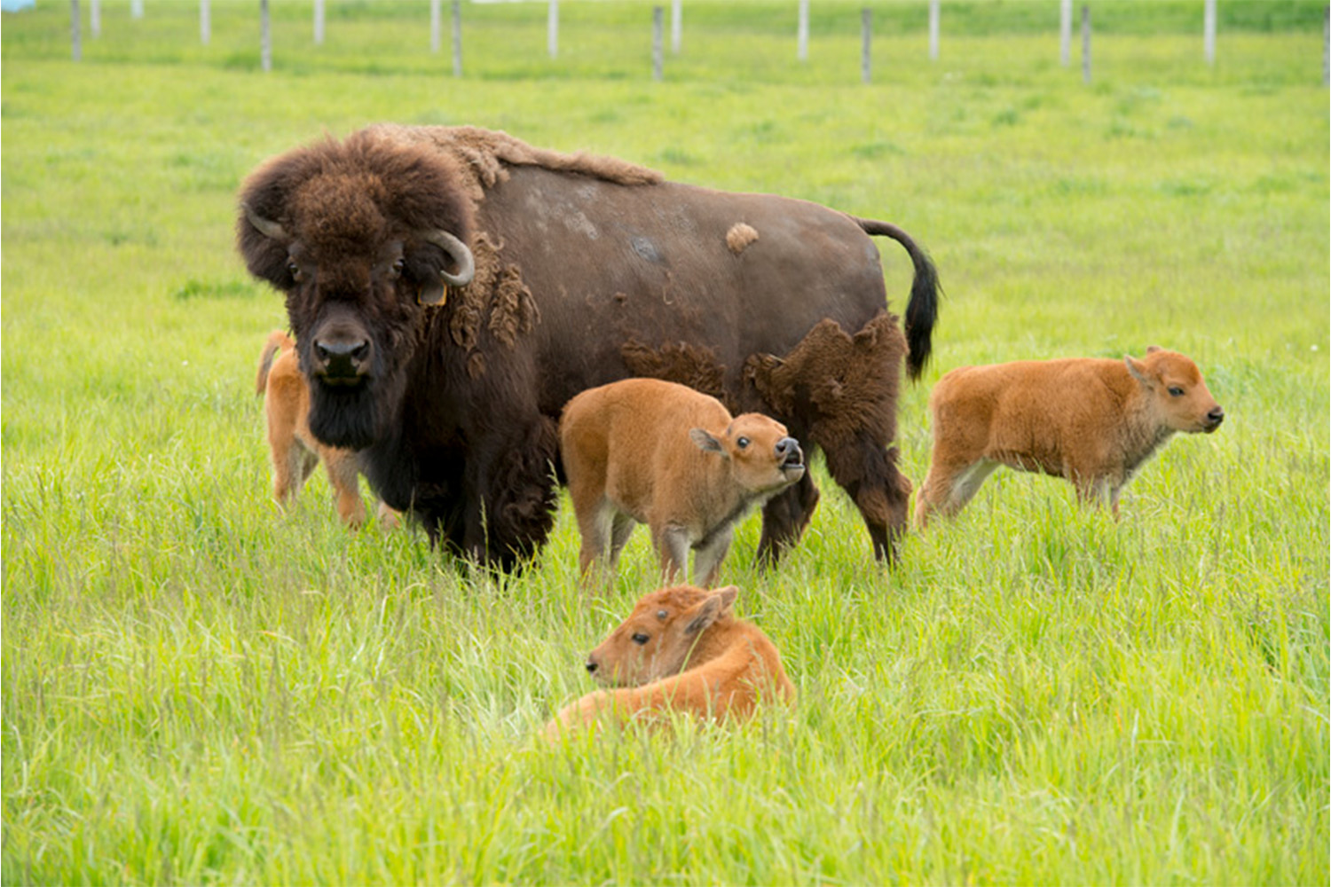 A bison family hangs out at Fermilab – 2022’s first calf was born in April.