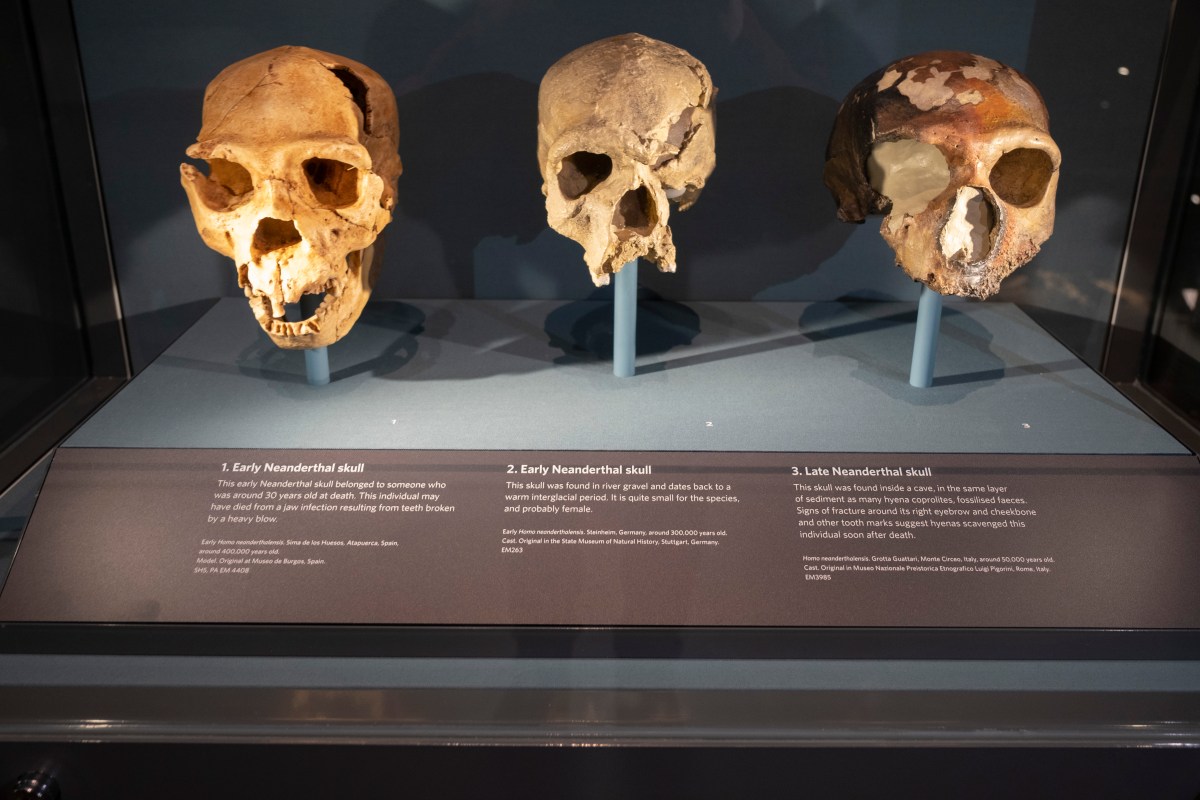 A row of Neanderthal skulls in a glass case at a museum in London.