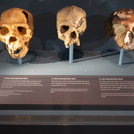 A row of Neanderthal skulls in a glass case at a museum in London.