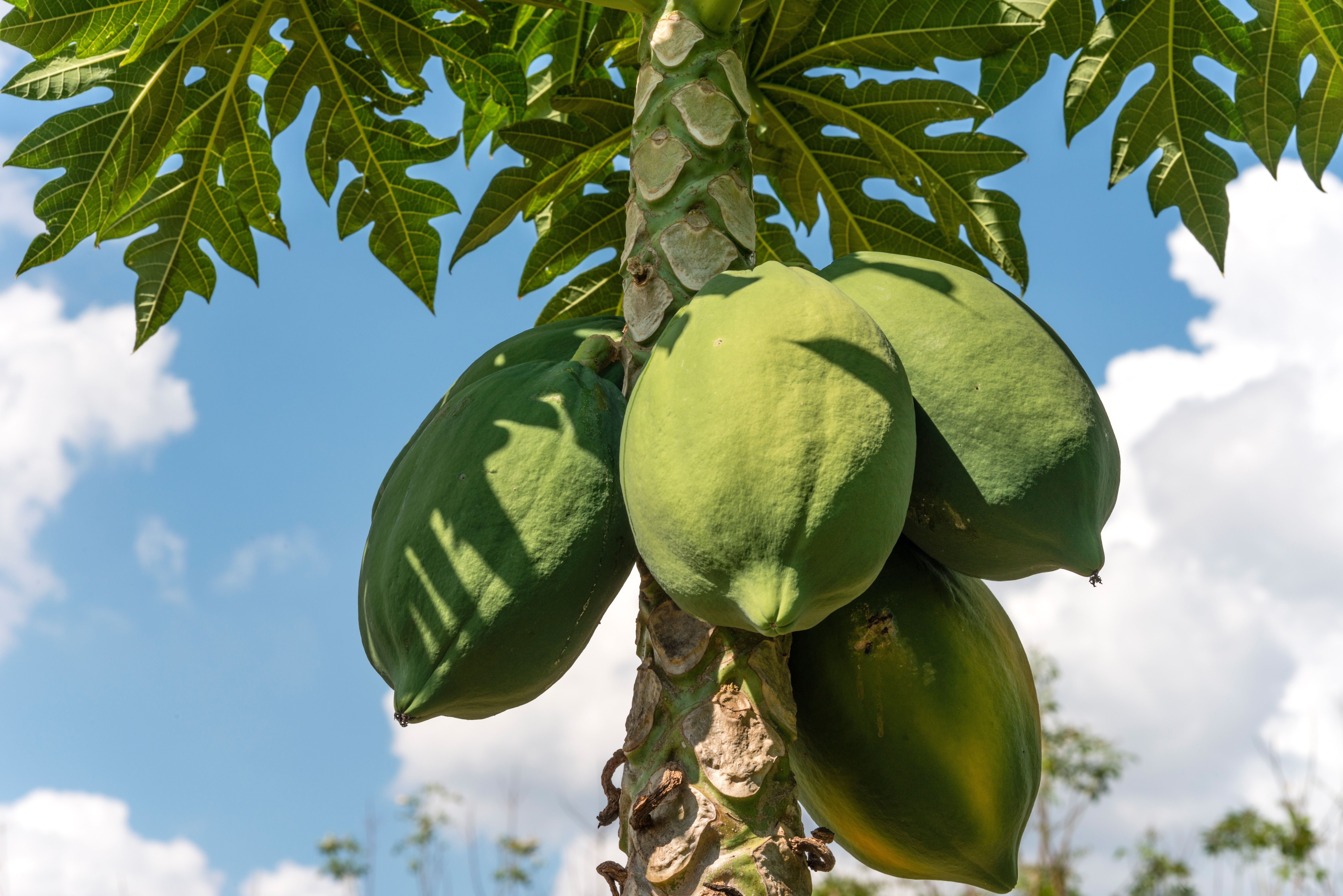 A tree with four enormous pawpaw fruits.