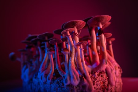 A concept image of mushrooms with psilocybin.