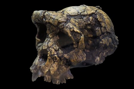 Sahelenthropus tchadensis skull
