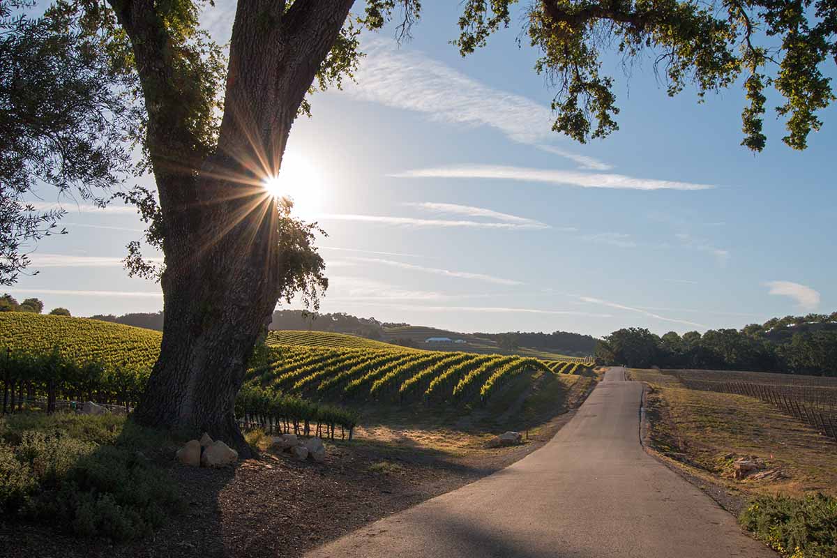 California Valley Oak Tree with early morning sun beams in Paso Robles wine country in Central California United States. The wine region is one of the most pioneering in California.