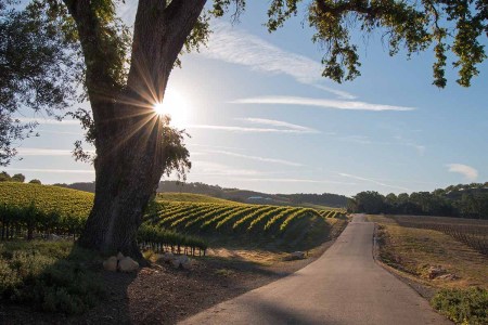 Why Paso Robles Is California’s Most Pioneering Wine Region