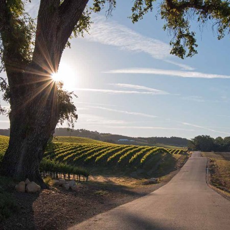 California Valley Oak Tree with early morning sun beams in Paso Robles wine country in Central California United States. The wine region is one of the most pioneering in California.