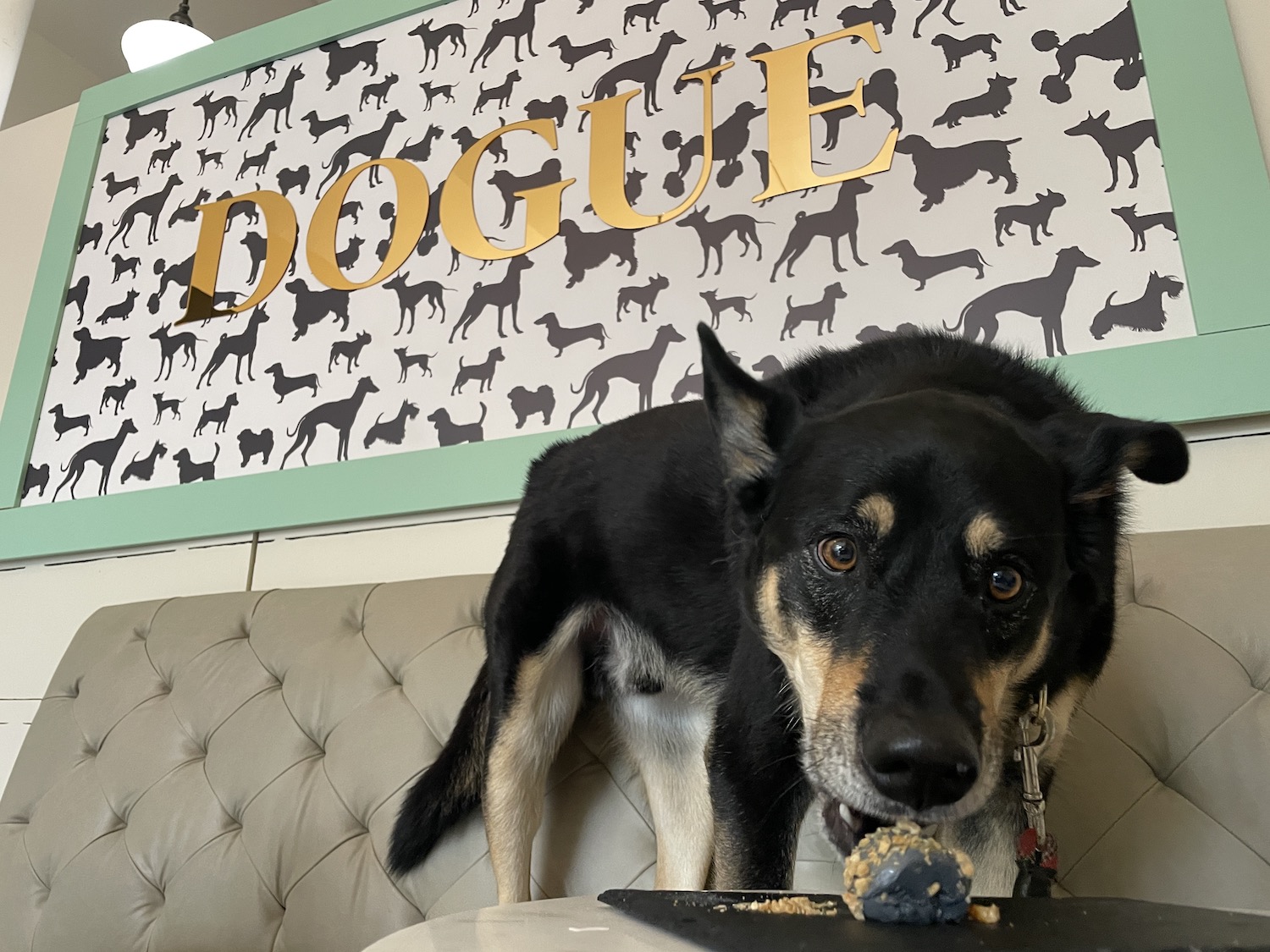 A dog eating charcoal flan at Dogue's Bone Appetit Cafe in San Francisco