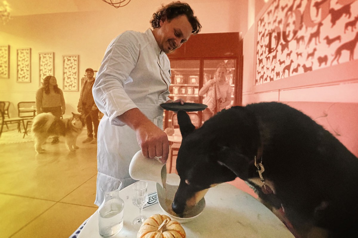 Chef Rahmi Massarweh dishing up soup to a dog at Dogue's Bone Appetit Cafe in San Francisco