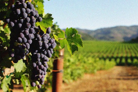 10 Sustainable Wineries to Add to Your Sonoma Itinerary