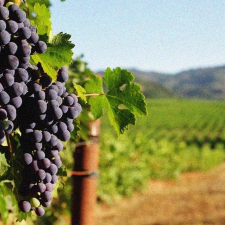 Wine Grape bunches overlooking vineyard in sunny valley
