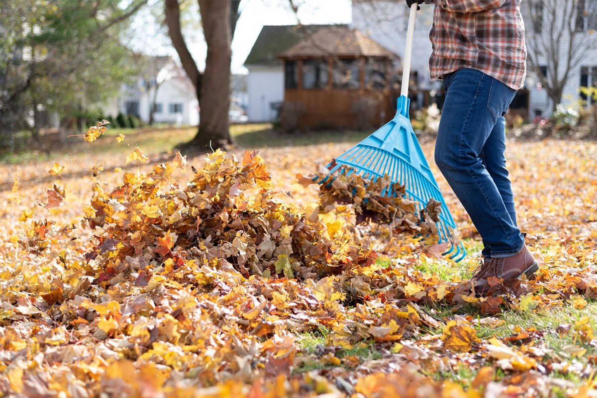 A man in blue jeans raking leaves in the fall. Experts are saying there's a better way to handle fall leaves than traditional raking and bagging.