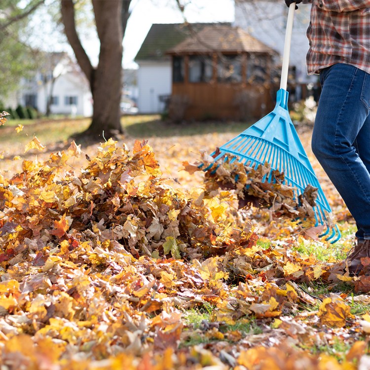 A man in blue jeans raking leaves in the fall. Experts are saying there's a better way to handle fall leaves than traditional raking and bagging.